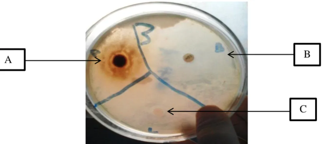 Gambar 2. Gambar zona hambat yang terbentuk pada media MHA (A) zona hambat  ekstrak kulit biji kakao (B) zona hambat eritromisin (C) cakram etanol 96%