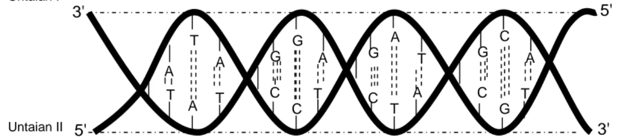 Gambar 2.  Deoxyribonucleic acid (DNA) dengan rantai double  helex/heleks ganda 