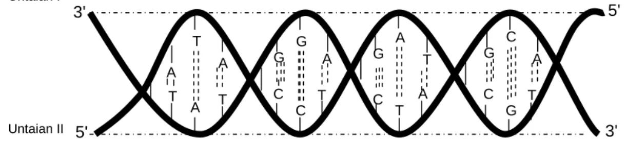 Gambar 2.  Deoxyribonucleic acid (DNA) dengan rantai double  helex/heleks ganda 