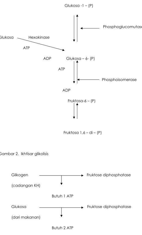 Gambar 2.  Ikhtisar glikolisis 