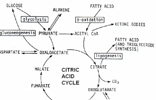 Gambar 4.  Detail metabolisme dalam kondisi puasa  6.  Tricarboxylic acid (TCA) cycle 