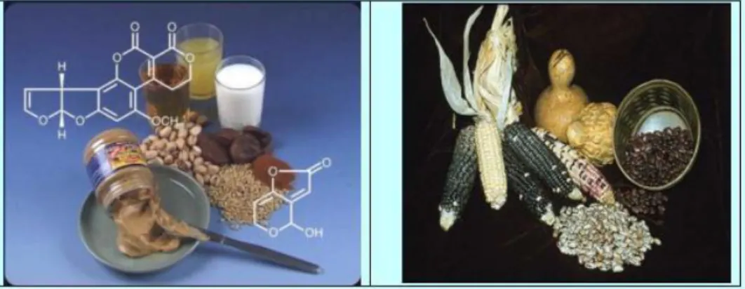 Gambar 1. Bahan makanan yang dapat terkontaminasi oleh mikotoksin 