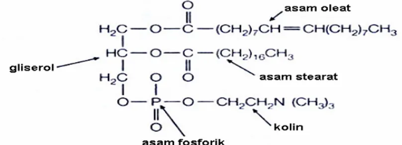 Gambar 1.4. Struktur molekul fosfolipid, khususnya fosfatidilkolin  Protein 