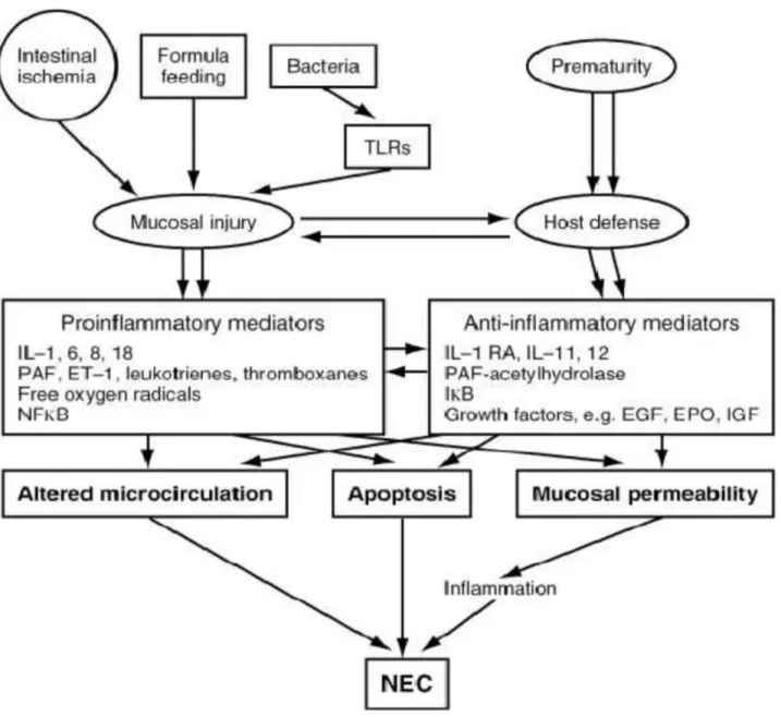 Gambar 1 Hypothetical events in the pathophysiology of neonatal necrotizing enterocolitis