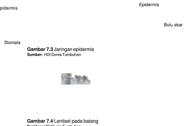 Gambar 7.2 Jaringan parenkim Jaringan parenkim