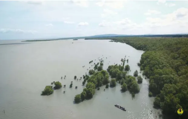 Gambar 1.3 Hutan Mangrove Lampung Timur yang Dikelola oleh Unila