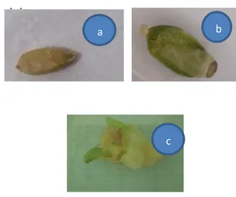 Gambar  1.  Biji  jeruk  purut  sumber  eksplan  kalus  (a)  induksi kalus usia 7 hari (b) Kalus biji jeruk purut usia  40 hari (c)