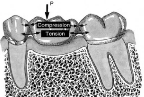 Gambar 2.6 Tegangan karena tekanan yang diberikan pada tiga  baris gigi[8]. 