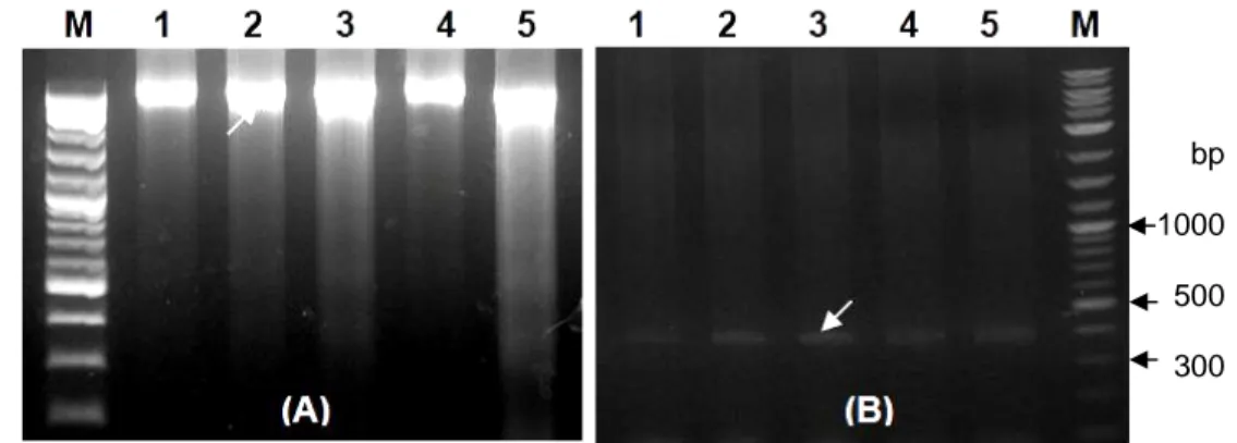 Gambar 1 Hasil elektroforesis DNA genom (A) dan fragmen tunggal promoter  ProAV (B) yang diisolasi dari udang windu P