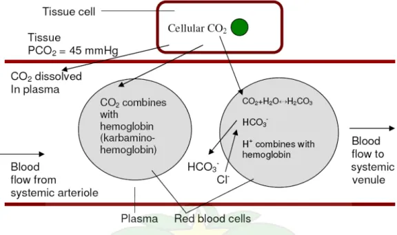 Gambar 4. Transpor CO 2  di dalam darah 