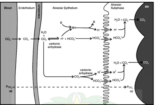 Gambar 5. Mekanisme channel H +  pada proses pengeluaran CO 2