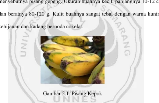 Gambar 2.1. Pisang Kepok 