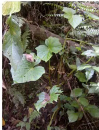 Gambar 5. Begonia tenuifolia Dryand.