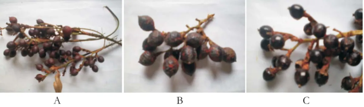 Figure 2. Dragon's blood fruits
