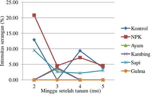 Gambar 1. Fluktuasi intensitas serangan hama wereng 