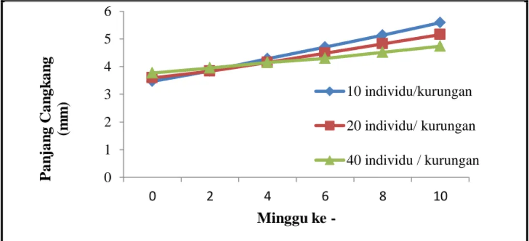 Gambar 2.  Pola pertumbuhan panjang cangkang (mm) abalon (Haliotis  asinina) selama 70 hari penelitian pada berbagai padat  penebaran dalam Pen-Culture