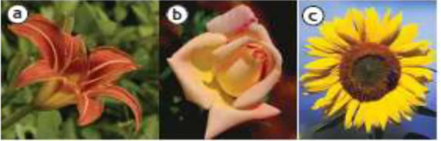 Gambar 2.10. a) Bunga LIli, b) bunga mawar, c) bunga matahari memiliki mahkota  dengan warna dan bentuk berbeda-beda 
