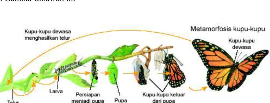 Gambar tersebut  menunjukkan metamorfosis sempurna pada kupu-kupu.  Apakah kamu  melihat  perbedaan bentuk tubuh antara larva, pupa, dan kupu-kupu dewasa? Selain kupu-kupu, serangga  lain  yang  mengalami  metamorfosis  sempurna  ialah  nyamuk