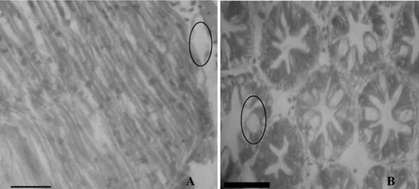 Gambar  6.  Histopatologi  udang  uji  perlakuan  meniran.  Keterangan:  A:  histopatologi  otot,  gambar  lingkaran  menunjukkan  adanya  nekrosis  pada  otot,  adanya  infiltrasi  hemosit  (bar:  5   μm);  B:  histopatologi  hepatopankreas, gambar lingka