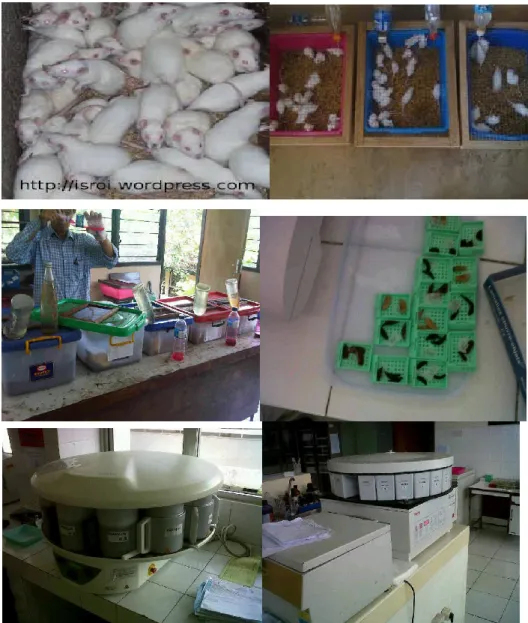Gambar 14. Proses penelitian  