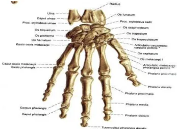 Gambar 2.1 Anatomi tulang tangan (Paulsen &amp; Waschke, 2013) 
