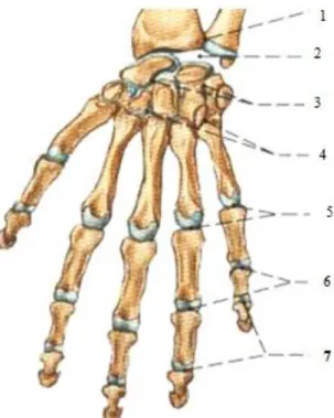 Gambar 2.2 Anatomi sendi tangan (Sobota, 2002) 