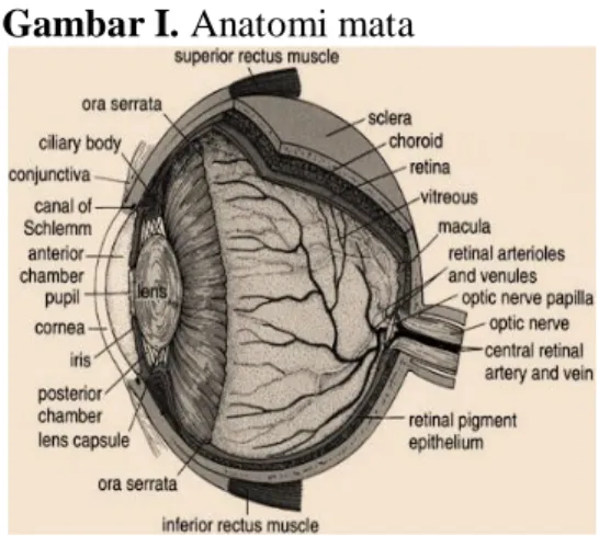 Gambar I. Anatomi mata 