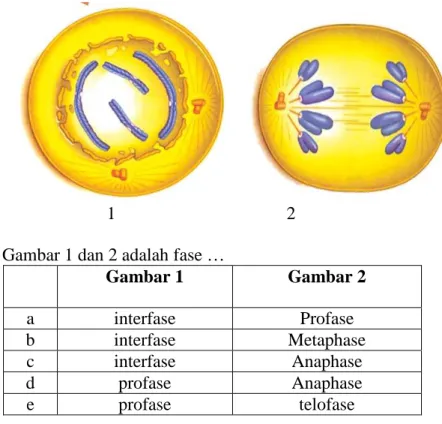 Gambar 1  Gambar 2  a  interfase  Profase  b  interfase  Metaphase  c  interfase  Anaphase  d  profase  Anaphase  e  profase  telofase 