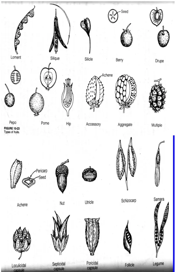 Gambar 3. Macam macam bentuk buah (Sumber: Jones and Luchsinger, 1987) 