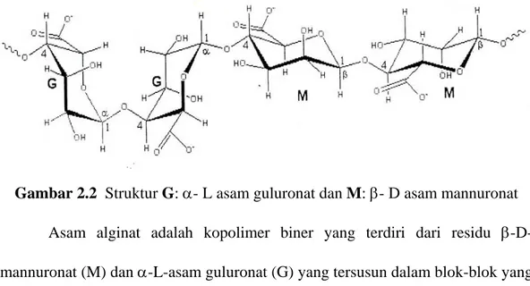 Gambar 2.2  Struktur G: - L asam guluronat dan M: - D asam mannuronat  Asam alginat adalah kopolimer biner yang terdiri dari residu  -D-mannuronat (M) dan -L-asam guluronat (G) yang tersusun dalam blok-blok yang 