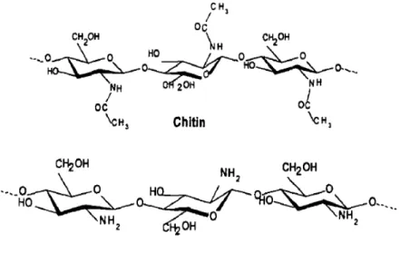 Gambar 2.3 Struktur kimia kitin dan kitosan  2.3.2 Sifat kitosan   