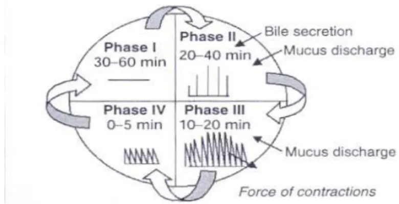 Gambar 2. Motility pattern in GIT ( Desai,1984)