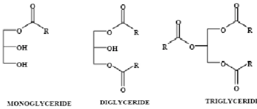 Gambar 2.1 Struktur Molekul Monogliserida, Digliserida dan Trigliserida Kandungan monogliserida, digliserida dan trigliserida yang diperbolehkan