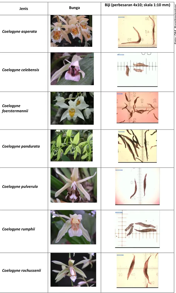 Gambar 1. Bentuk bunga dan biji marga Coelogyne spp. yang diuji daya simpan bijinya.