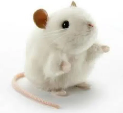 Gambar 2.6 Tikus Putih (Rattus norvegicus) (Akbhar, 2010)  Kingdom  : Animalia   Filum    : Chordata   Kelas    : Mammalia   Ordo    : Rodentia   Subordo  : Odontoceti   Familia  : Muridae   Genus    : Rattus  