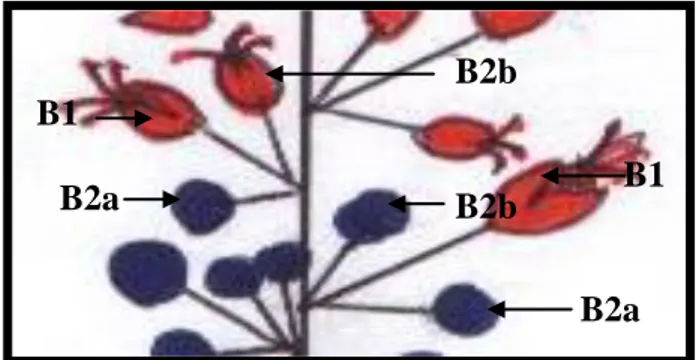 Gambar 3 Sub perbungaan campuran pada Ricinus communis Linn. (B1) Bunga  ke-1, (B2a) Bunga ke-2a, (B2b) Bunga ke -2 b