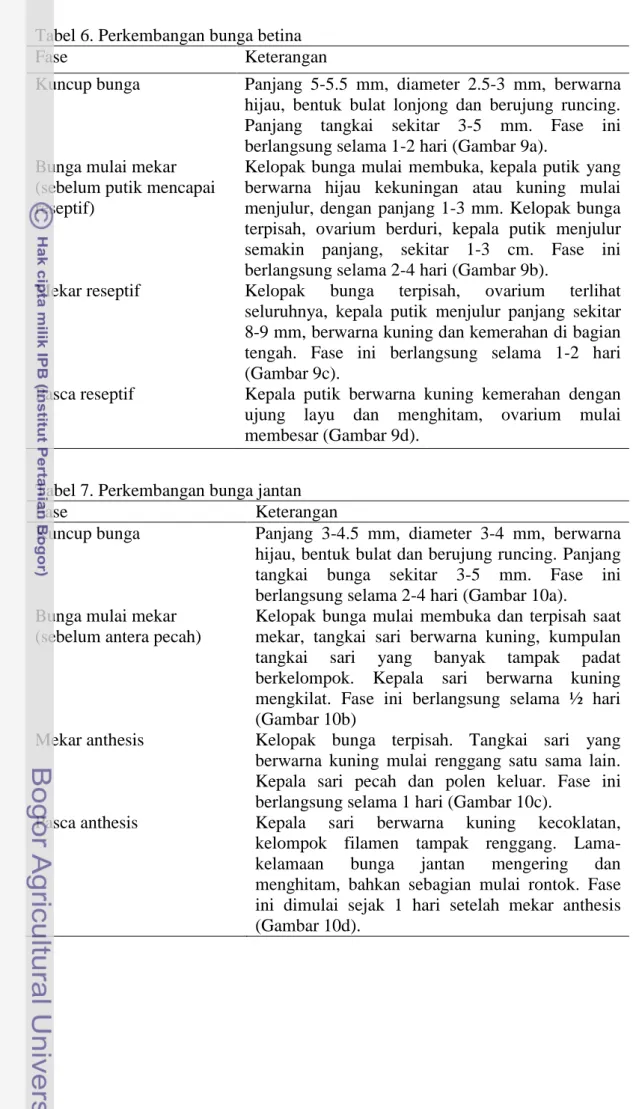 Tabel 6. Perkembangan bunga betina  