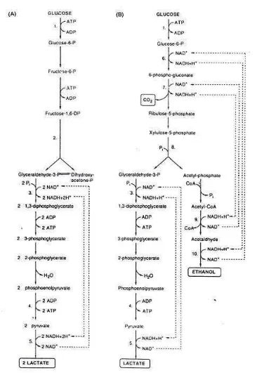 Gambar 5. Jalur fermentasi glukosa oleh BAL : (A) Fermentasi homolaktik (glikolisis, jalur Embden-Meyerhof); (B) fermentasi heterolaktik(6-fosfoglukonat, jalur fosfoketolase)