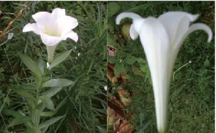 Gambar 6.  keragaan bunga kerk lili dengan bentuk terompet seperti bunga-bunga pada  varietas Candilongi (Performance of lilium flower with trumpet shape flower on  Candilongi variety)