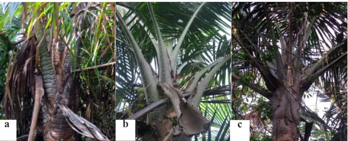 Gambar 1. Variasi sagu yang ditemukan di Pulau Padang; (a) sagu duri, (b) sagu sengke dan (c) sagu  bemban