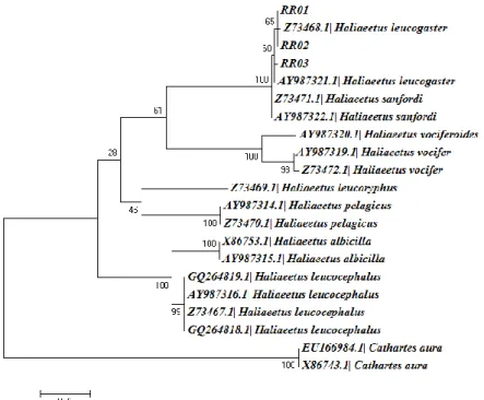 Gambar  3.  Hasil  rekonstruksi  pohon  filogenetik  menggunakan  metode  Maximum  likelihood (ML)