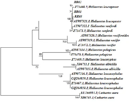 Gambar 4. Hasil rekonstruksi pohon filogenetik menggunakan metode Neighbour Joining. 
