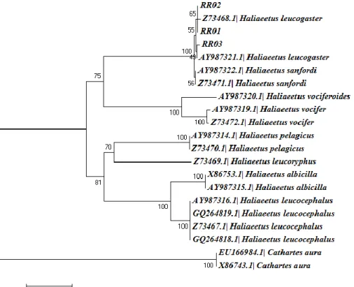 Gambar 5. Hasil rekonstruksi pohon filogenetik menggunakan metode Minimum  Evolution (ME)