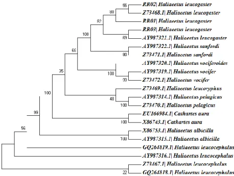 Gambar 6. Hasil rekonstruksi pohon filogenetik genus Haliaeetus menggunakan metode  Maximum Parsimony (MP)