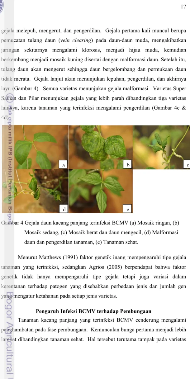 Gambar 4 Gejala daun kacang panjang terinfeksi BCMV (a) Mosaik ringan, (b)        Mosaik sedang, (c) Mosaik berat dan daun mengecil, (d) Malformasi  daun dan pengerdilan tanaman, (e) Tanaman sehat