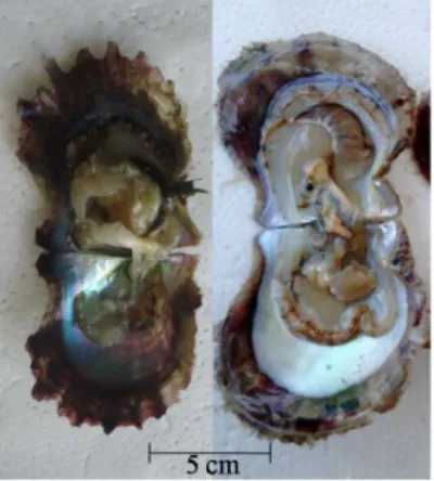 Gambar  1    Pinctada  fucata  dari  Teluk  Persia  (kiri),  P.  fucata  dari  Selat  Semau,  NTT (kanan) 