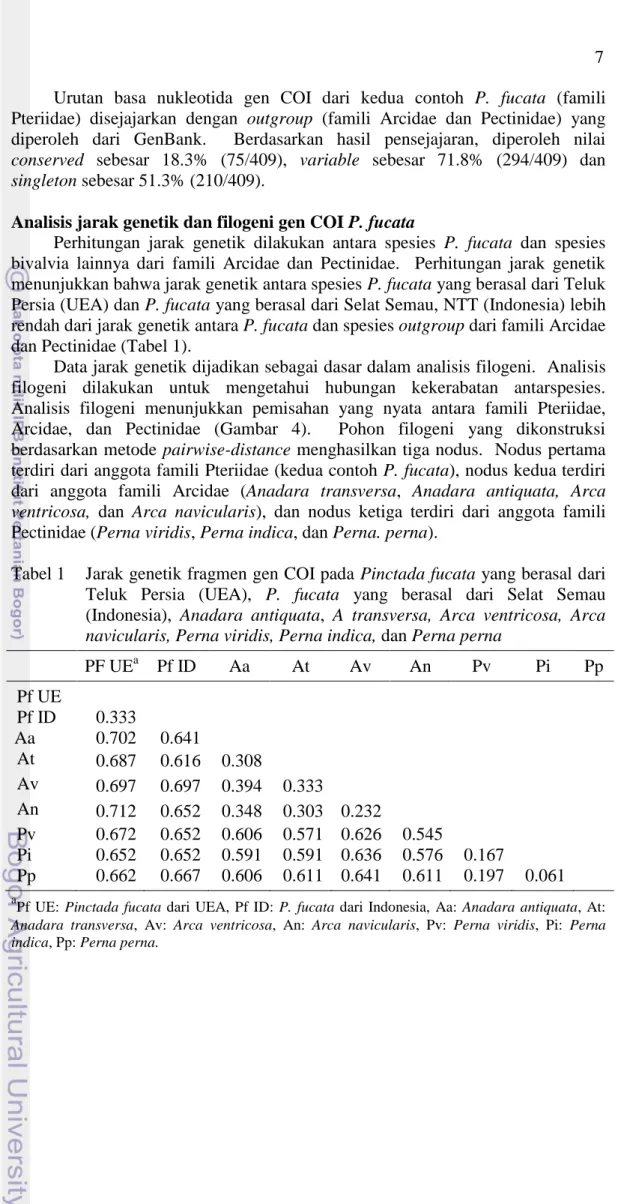 Tabel 1    Jarak genetik fragmen gen COI pada Pinctada fucata yang berasal dari  Teluk  Persia  (UEA),  P