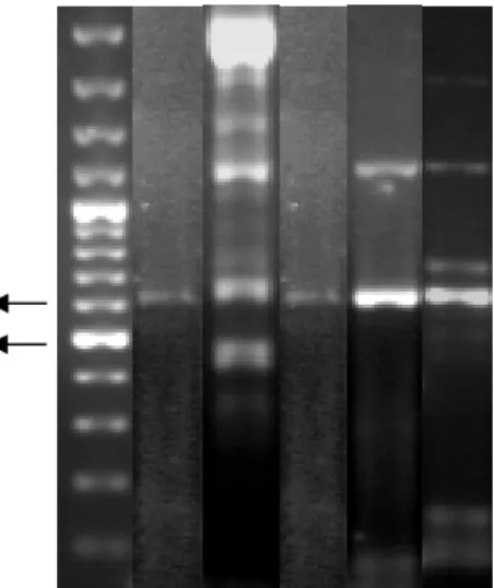 Gambar  1  Hasil  ekstraksi  DNA  total  otot  kijing  pada  gel  agarosa  1.2%. 