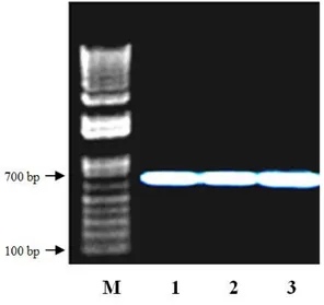 Gambar 3. Profil  pita  elektroforesis  hasil  ampli- ampli-fikasi gen COI spesies ikan lais genus   Kryptopterus  meng-gunakn  primer  COI Fish F1dan primer COI Fish R1