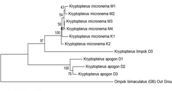 Gambar 4. Konstruksi ulang pohon genetik tiga spesies ikan lais genus Kryptopterus yang dianalisis berda- berda-sarkan nilai p-distance dengan metoda neighbour joining, bootstrap 1000x 